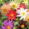 Dahlia Dwarf Cactus Mixed - 11.5 lei