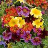 Salpiglossis Royal Mixed F1 - 12.5 lei