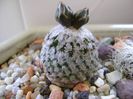 Turbinicarpus valdezianus, MM 96 Tecolotes, Zac.