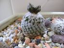 Turbinicarpus valdezianus, MM 96 Tecolotes, Zac.