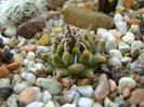 Turbinicarpus panarottoi