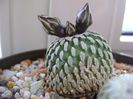 Turbinicarpus pseudopectinatus