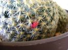 Mammillaria schiedeana