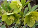 Helleborus odorus