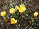 Crocus