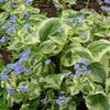 Brunnera-Variagata-595x595