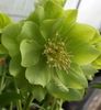 green-double-helleborus