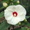 Hibiscus-Moscheutos-Old-Yella-595x595