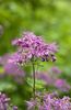 Thalictrum aquilegifolium, nu e...