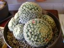 Mammillaria schiedeana