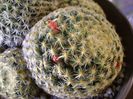 Mammillaria schiedeana