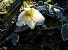 Helleborus niger