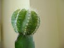 Notocactus (Parodia) magnificus f. aurata, altoit