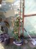 clematita roza cu floare mare in ghiveci 70lei