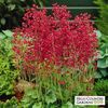 heuchera_sanguinea_firefly__