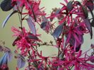 8 febr. 2018: Loropetalum chinensis