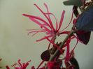 8 febr. 2018: Loropetalum chinensis