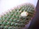 Mammillaria backebergiana