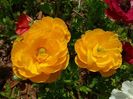 2013_ranunculus_11