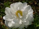 2013_ranunculus_26