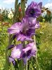 2013_gladiole_10