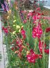 2013_gladiole_19