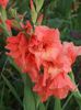 2013_gladiole_20