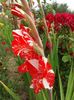 2013_gladiole_22