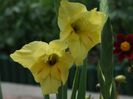 2013_gladiole_24