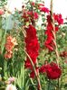 2013_gladiole_38