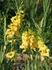 2013_gladiole_39