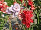 2013_gladiole_40