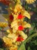 2013_gladiole_41