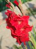 2013_gladiole_42