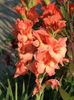 2013_gladiole_43