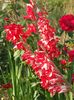 2013_gladiole_45