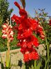 2013_gladiole_46