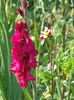2013_gladiole_58