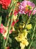 2013_gladiole_59