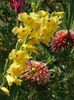 2013_gladiole_62