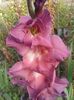 2013_gladiole_63