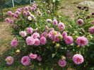 2012_dalii_103