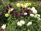 2012_dalii_118