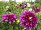 2012_dalii_121