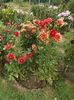 2012_dalii_136