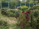 2012_dalii_137
