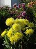 2012_dalii_139