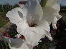 2012_gladiole_10