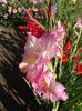 2012_gladiole_15