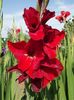 2012_gladiole_16
